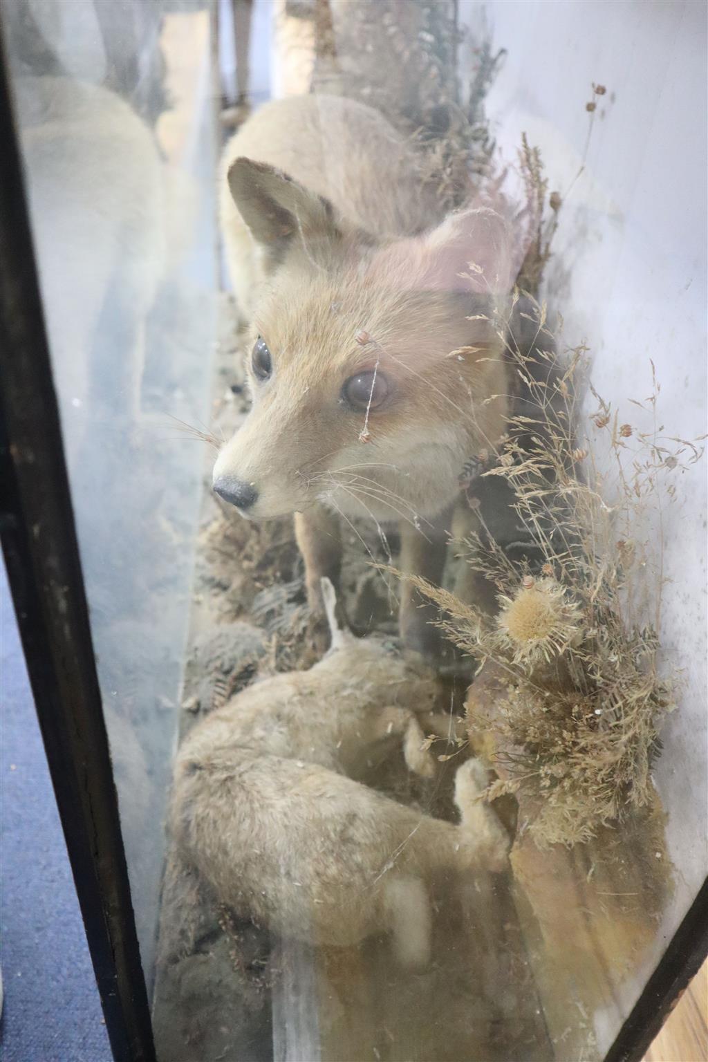 An early 20th century taxidermy fox catching a rabbit, cased, 110 x 65cm